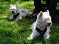 Klik op de foto voor groter formaat